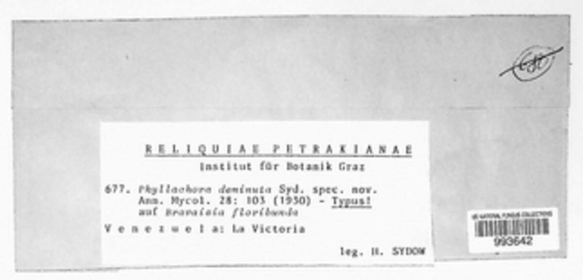 Phyllachora deminuta image